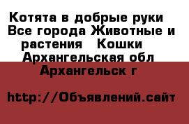 Котята в добрые руки - Все города Животные и растения » Кошки   . Архангельская обл.,Архангельск г.